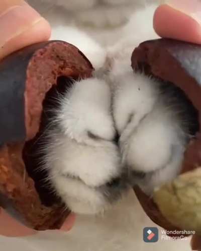 Ripe mangosteen