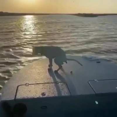 Bunu yapan tek k&ouml;pek