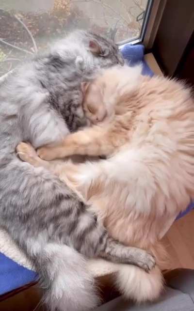 Our boys taking turns burying their heads in each other&rsquo;s floof