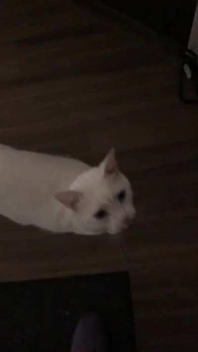 After owning a deaf cat, their meows just hit a lil different.