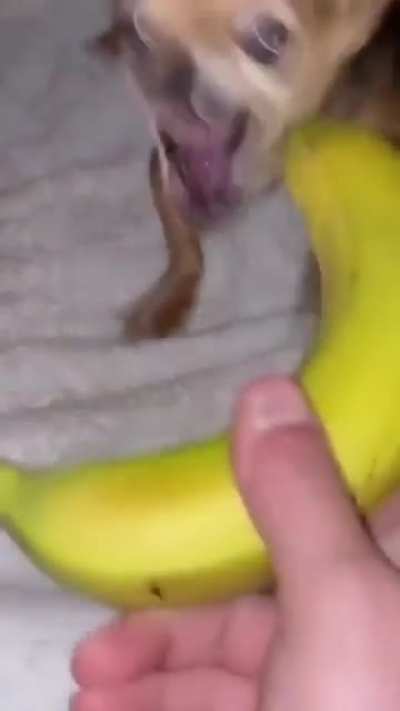 Cebola não