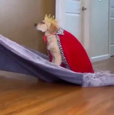 Long Live the King
