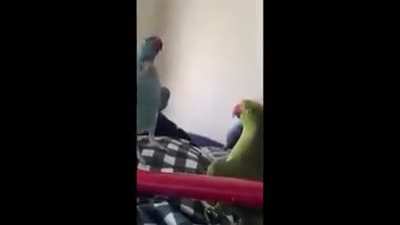 Borbs