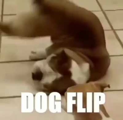 Perro parkour