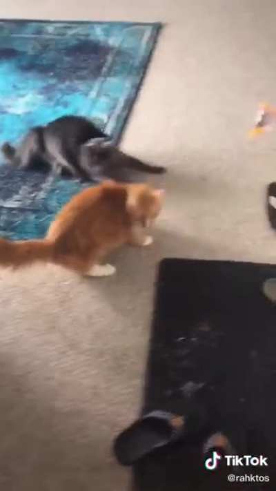 Petting another cat