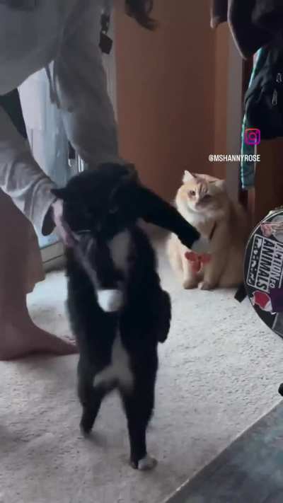 I can&rsquo;t believe Wunk is walking like that on his own.