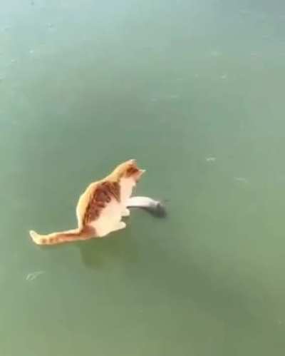Why fish no coming?