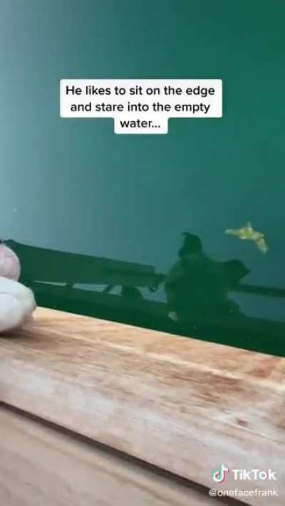 Frank wants a fish friend