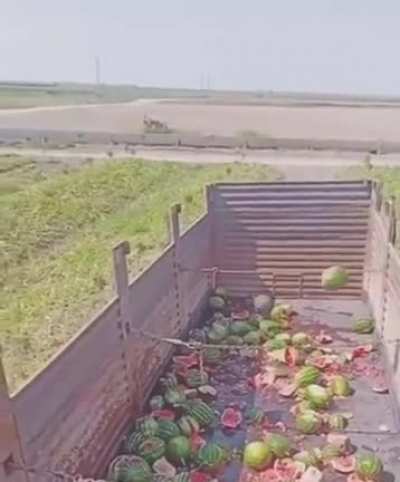 to harvest watermelons.