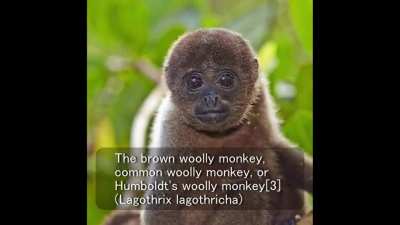 Wooly monkey