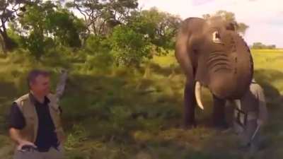 An elephant playfully stealing and then returning a wildlife photographer's hat