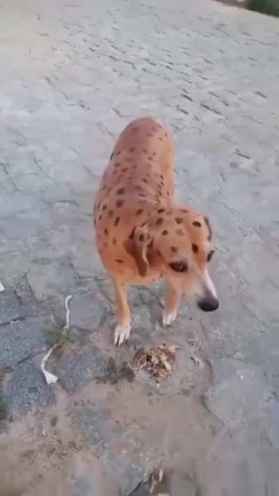 Minha vó já dizia