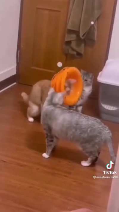 That one cat who got BONKED