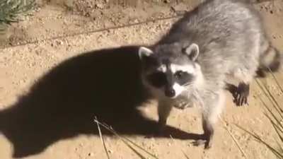Two raccoons get busted while sneaking around. (animal freakout)