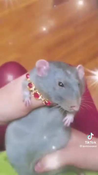 Ash&rsquo;s rat after a big dub