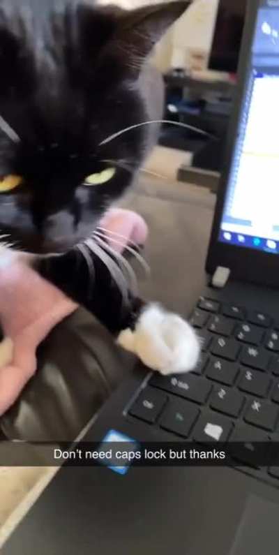 My cat trying to help me work from home.