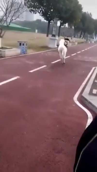 My Little Pony 2020