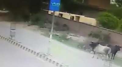 bull attacks a rider