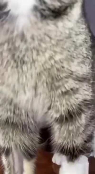 Gato Adm N&atilde;o permite