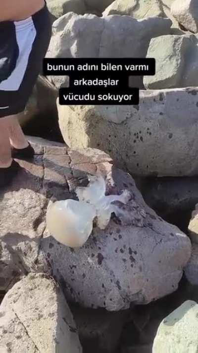 This guy thought he caught an octopus and decided to make a video about it.