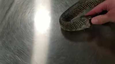 Thanks I hate a snake eating itself.