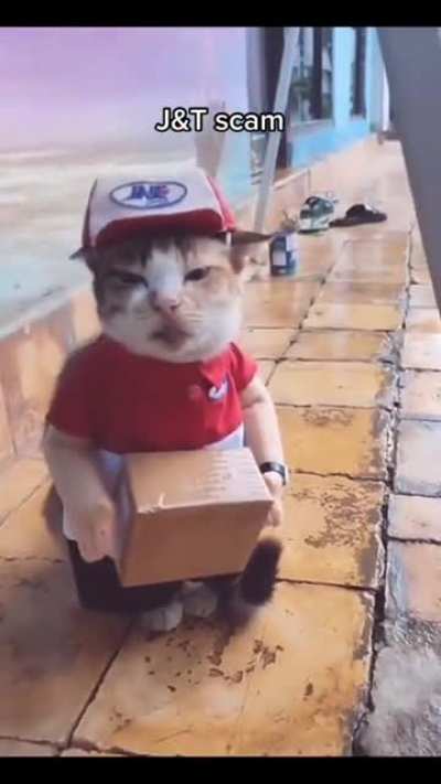 Scamer😺