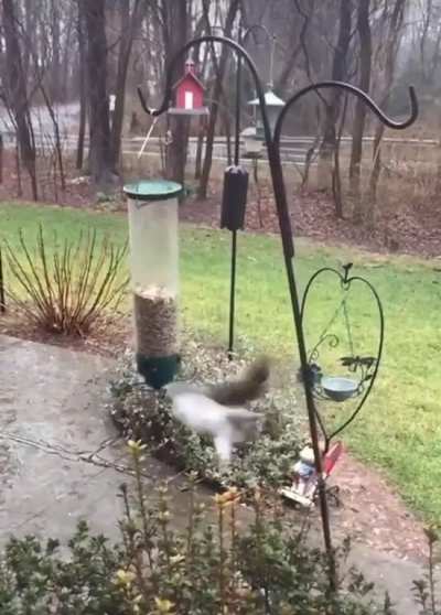 Squirrel trying to get a snack &hellip;