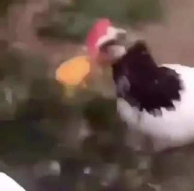 O titulo se foi...