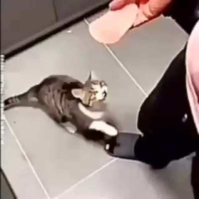 🐱
