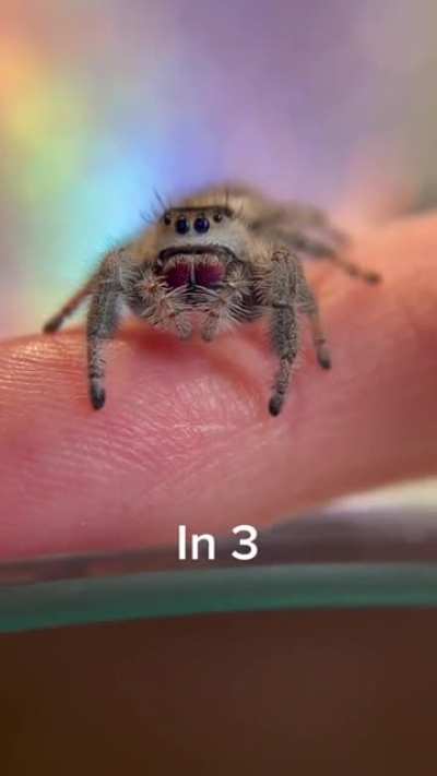 Sleeping spider