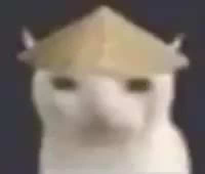 moldy cat