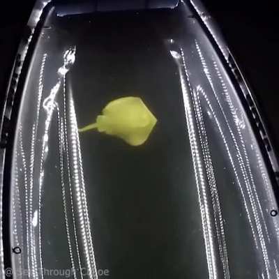 Stingray would be one of the least terrifying things to see.