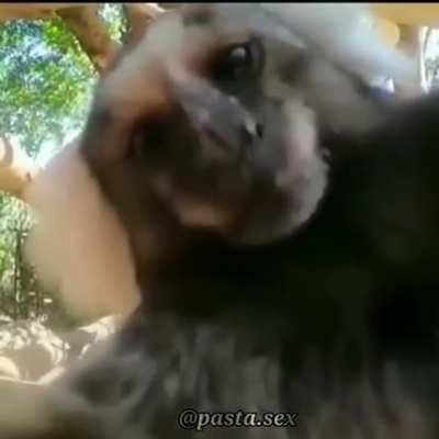 Monkey love is eternal