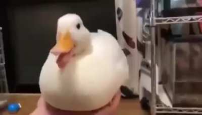 xd