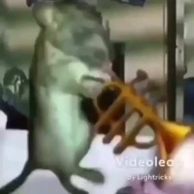 rat