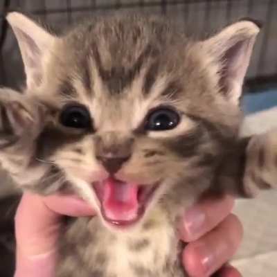 careful now, he's growing up to be a ferocious one.