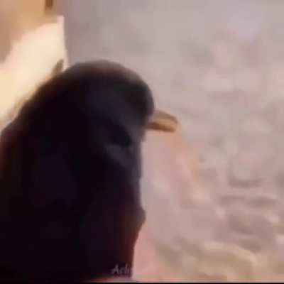 Birb