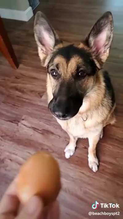 If you give a dog an egg