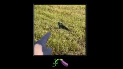 Dickish iguana