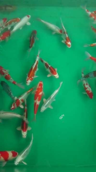 Koi back in the house ponds after spending the summer in the conditioning ponds. Japan.