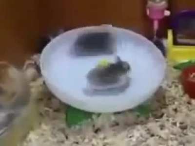 spinning hamster