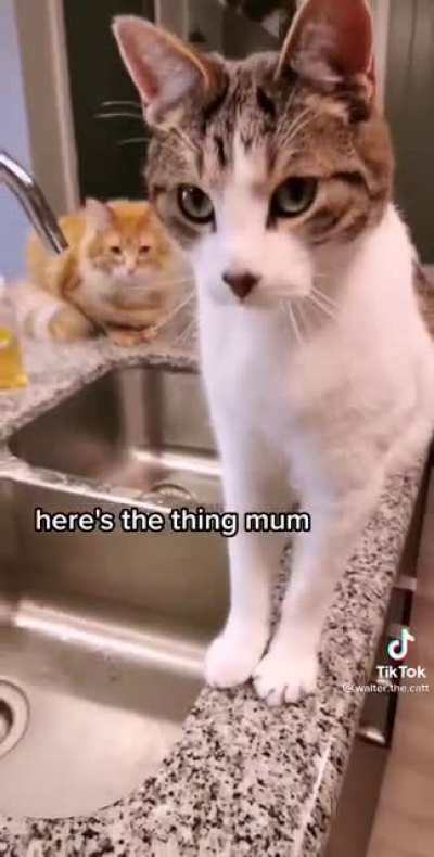 Can you get off the counter please?