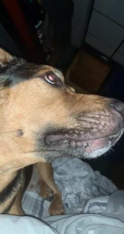 My boy&rsquo;s perfectly cut bark