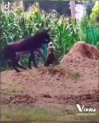 Urigod 🐀💎siempre dándose a respetar 😎🐀❤️