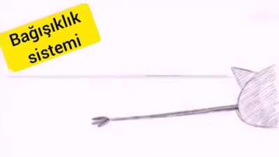 Aşıların çalışma prensibine, etki mekanizmasına yönelik, basitleştirilmiş ve tercüme edilmiş güzel bir animasyon.
