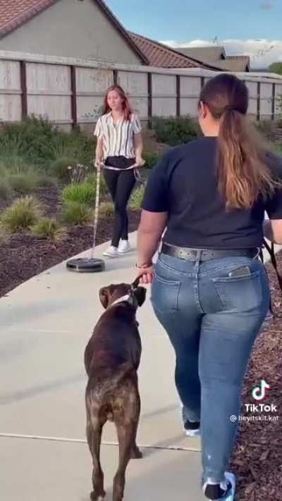 Just walkin the dog