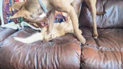 Gavin the ankle biter