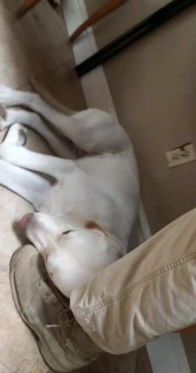Finished my lunch, but now I can't move my feet