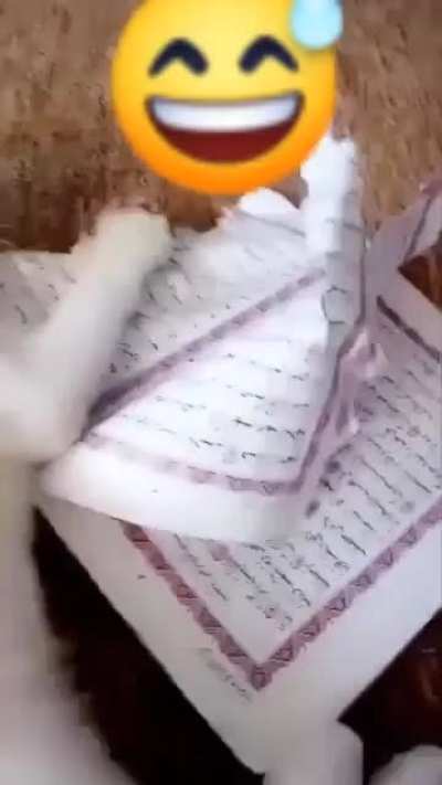 Cat vs. Quran