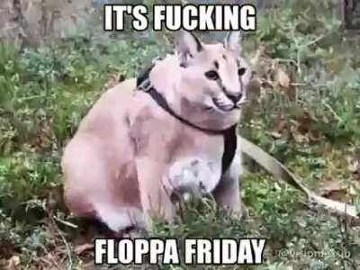 fat cat